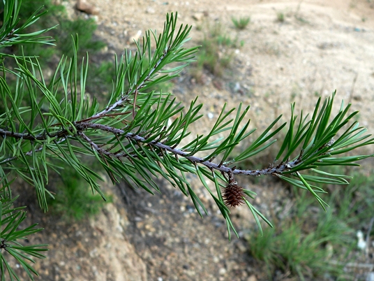 {Pinus virginiana}